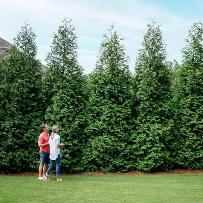 Brighter Blooms - Thuja Green Giant, 5-6 Feet - Live Plant - No Shipping to AK, AZ, HI, OR by GreenHaven Gardens