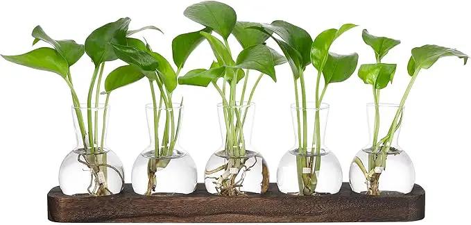 YIBOT Plant Propagation Stations,Glass Propagation Vases for Plants Terrarium with Wooden Tray Plant Lover Gifts for Propagating Hydroponic Plants Home Office Decor(5 Vase) by GreenHaven Gardens
