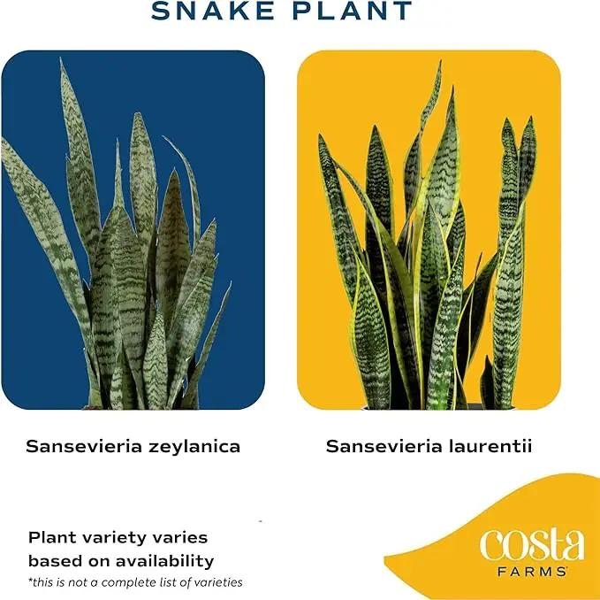 Costa Farms Snake, Sansevieria White-Natural Decor Planter Live Indoor Plant, 12-Inch Tall, Grower's Choice, Green, Yellow by GreenHaven Gardens