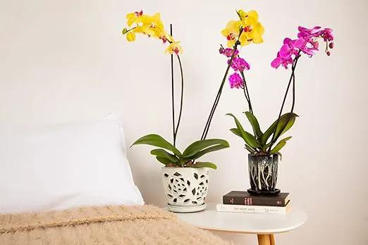 rePotme Orchid Fertilizer - Feed ME! MSU Orchid Food - RO/Rain/Tap Water - 16 oz Jar by GreenHaven Gardens