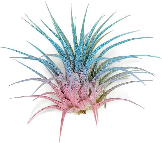 Ionantha Guatemala Tillandsia Air Plant, Guatemala Tillandsia Live Airplant, Healthy Arrival Guaranteed, Great Indoor Plant, Home Decor & Gift (Rainbow #4) by GreenHaven Gardens