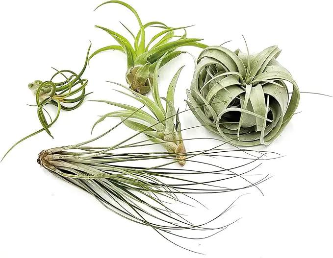 Air Plants - Hod Gift Box - 5ct - Live Arrival Guaranteed - House Plants for Home Decor & Gift by GreenHaven Gardens