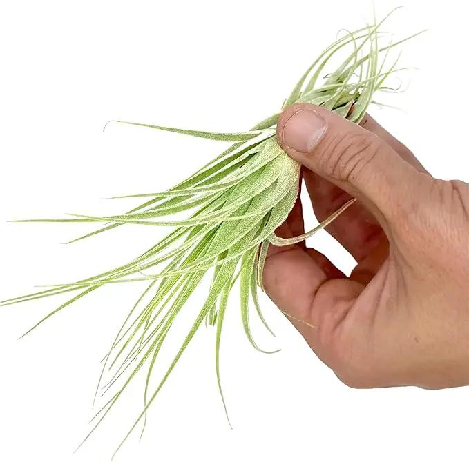 Live Air Plant - Tillandsia Gardneri 5-7” - ragnaroc Rare Collectors Indoor Tropical Plant - Live Arrival Guaranteed - House Plants for Home Decor & Gift by GreenHaven Gardens