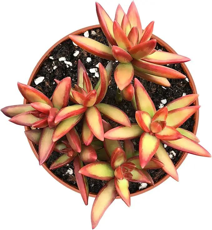 Live Succulents Sedum Adolphi 'Firestorm' (4-inch), Succulent Plants Fully Rooted in Pots with Soil, Easy-Care House Plant for DIY, Home Office Decor, Wedding Party Favor by GreenHaven Gardens