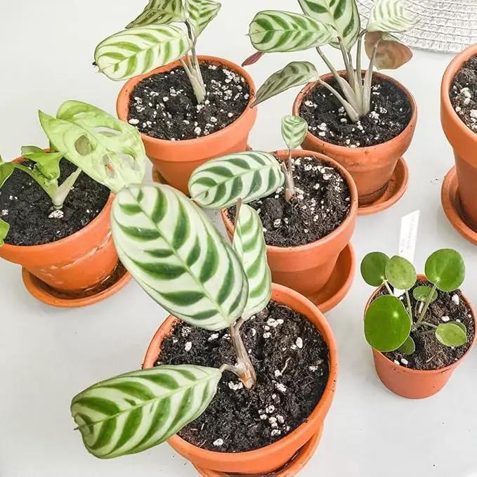 Terracotta Pots 6 Inch (4 Pack), Clay Pots for Plants with Drainage Hole and Saucer, Flower Pot with Tray, Large Terracotta Pot for Indoor Outdoor Plant by GreenHaven Gardens