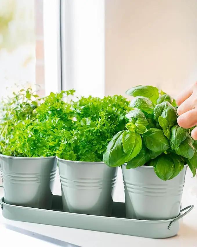vensovo Indoor Herb Planter Set - Galvanized Windowsill Garden Pots with Tray & Drainage, Set of 3 Metal Window Planters for Kitchen & Outdoor Use, Light Green by GreenHaven Gardens