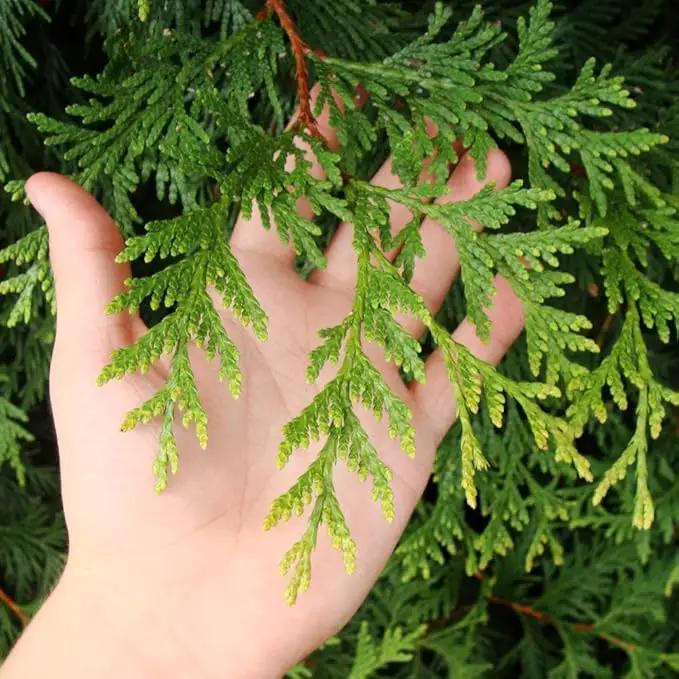 Brighter Blooms - Thuja Green Giant, 1-2 Feet - Live Plant - No Shipping to AK, AZ, HI, OR by GreenHaven Gardens