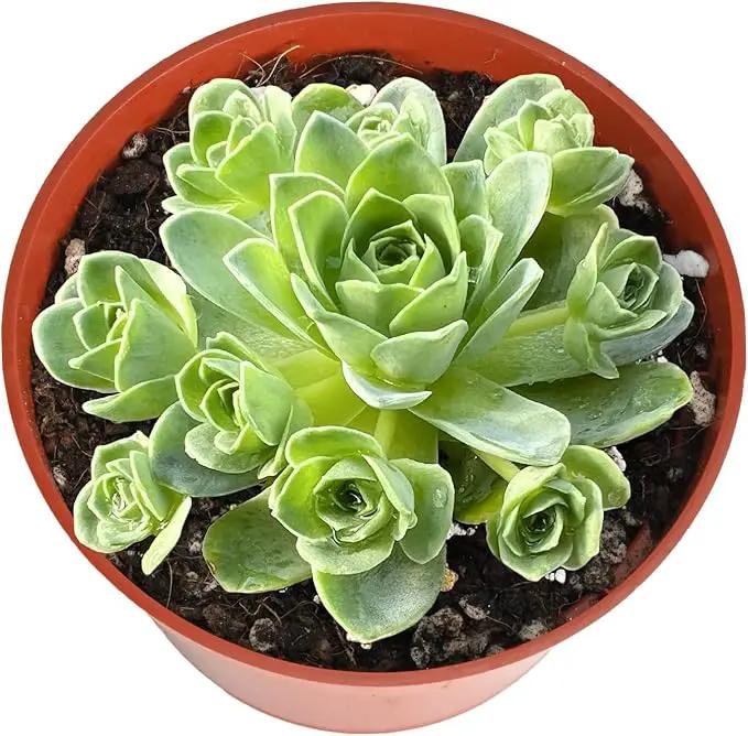 4-inch Succulent Aeonium Dodrantale, Live Succulents Plants Fully Rooted in Pots with Soil, Easy-Care House Plants for DIY, Home Office Decoration by GreenHaven Gardens
