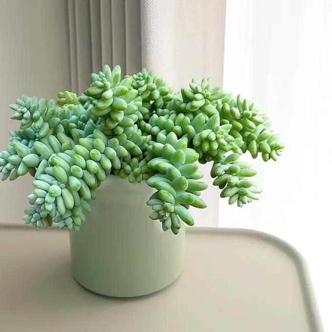 Live Succulents Donkey Tails (4-inch), Succulent Plants Fully Rooted in Pots with Soil, Easy-Care House Plant for DIY, Home Office Decor, Wedding Party Favor by GreenHaven Gardens
