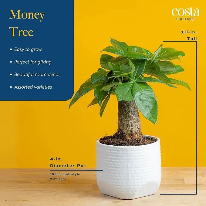 Costa Farms Money Tree, Small Easy to Grow Live Indoor Plant, Live Houseplant in Indoor Plant Pot, Bonsai Potted in Potting Soil, Birthday, Housewarming, Tabletop and Office Home Decor, 10-Inches Tall by GreenHaven Gardens