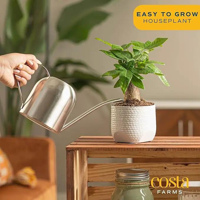 Costa Farms Money Tree, Small Easy to Grow Live Indoor Plant, Live Houseplant in Indoor Plant Pot, Bonsai Potted in Potting Soil, Birthday, Housewarming, Tabletop and Office Home Decor, 10-Inches Tall by GreenHaven Gardens