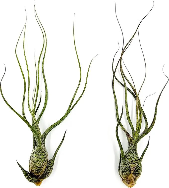 Live Air Plants - Tillandsia Butzii, Jumbo 7-9" - 2ct - Live Arrival Guaranteed - House Plants for Home Decor & Gift by GreenHaven Gardens