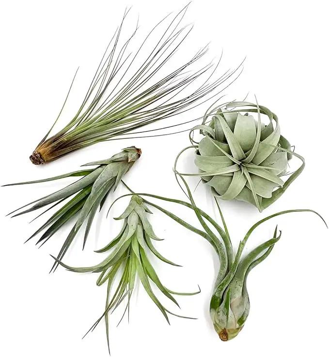 Air Plants - Odin Gift Box - 5ct - Live Arrival Guaranteed - House Plants for Home Decor & Gift by GreenHaven Gardens