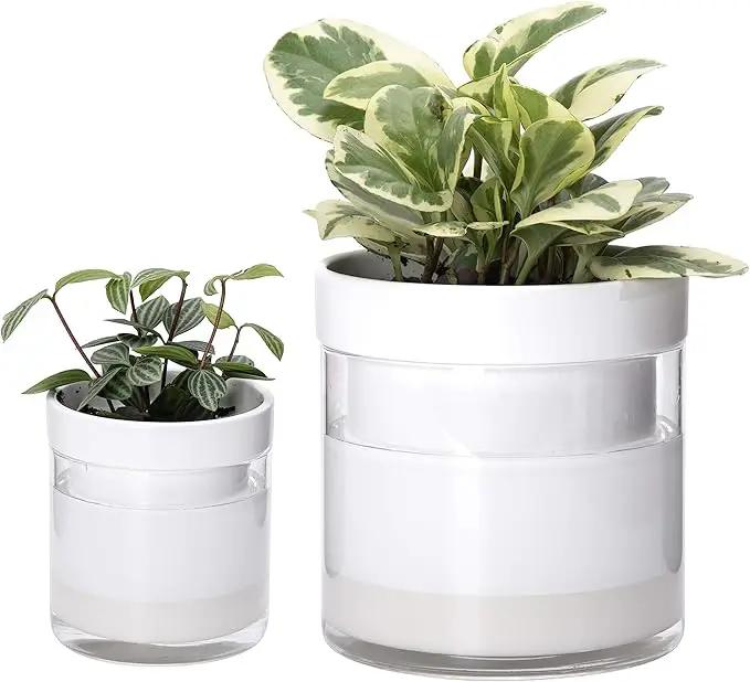 Phoenix Vine 6 Inch 4 Inch Self Watering Planter, White Terracotta Clay Pots with Glass Reservoir for Indoor Plants, Herbs, Flowers, 52-B-G-46 by GreenHaven Gardens