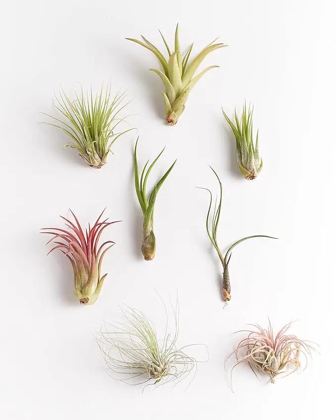 Shop Succulents | Assorted Collection of Live Air Plants, Hand Selected Variety Pack of Air Succulents | Collection of 8 by GreenHaven Gardens
