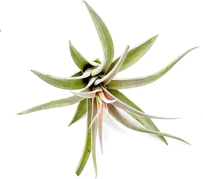 Air Plants - Flowering Tillandsia Harrisii, Large 3-5" - 1ct - Live Arrival Guaranteed - House Plants for Home Decor & Gift by GreenHaven Gardens
