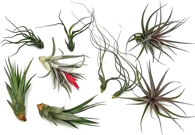 Air Plants - Loki Gift Box - 9ct - Live Arrival Guaranteed - House Plants for Home Decor & Gift by GreenHaven Gardens