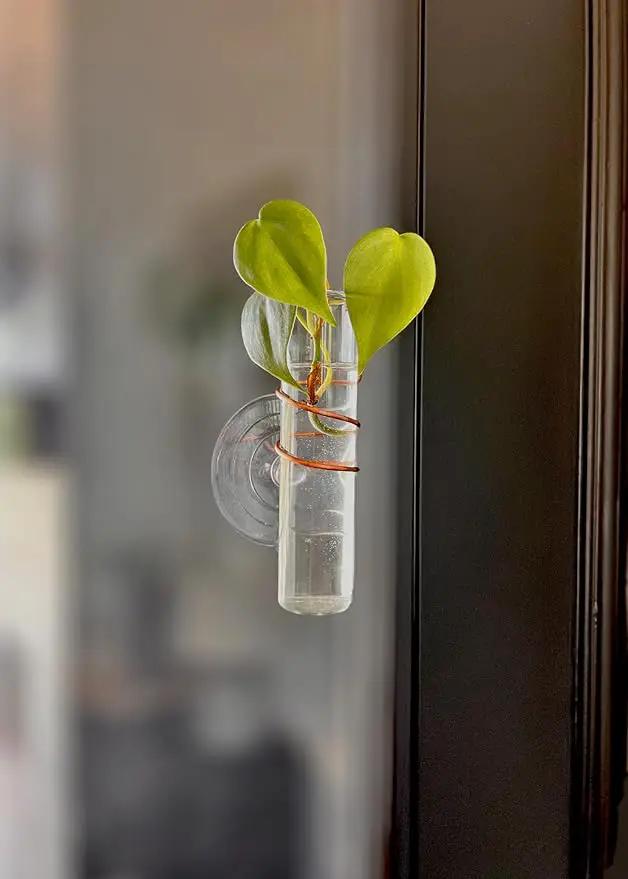 The Little Window Propagator- Window Plant Propagation Station with Removable Glass Test Tubes, Indoor Clippings, Cut Flowers, Herbs, Succulents | Home Decor | Plant Lover Gift by GreenHaven Gardens