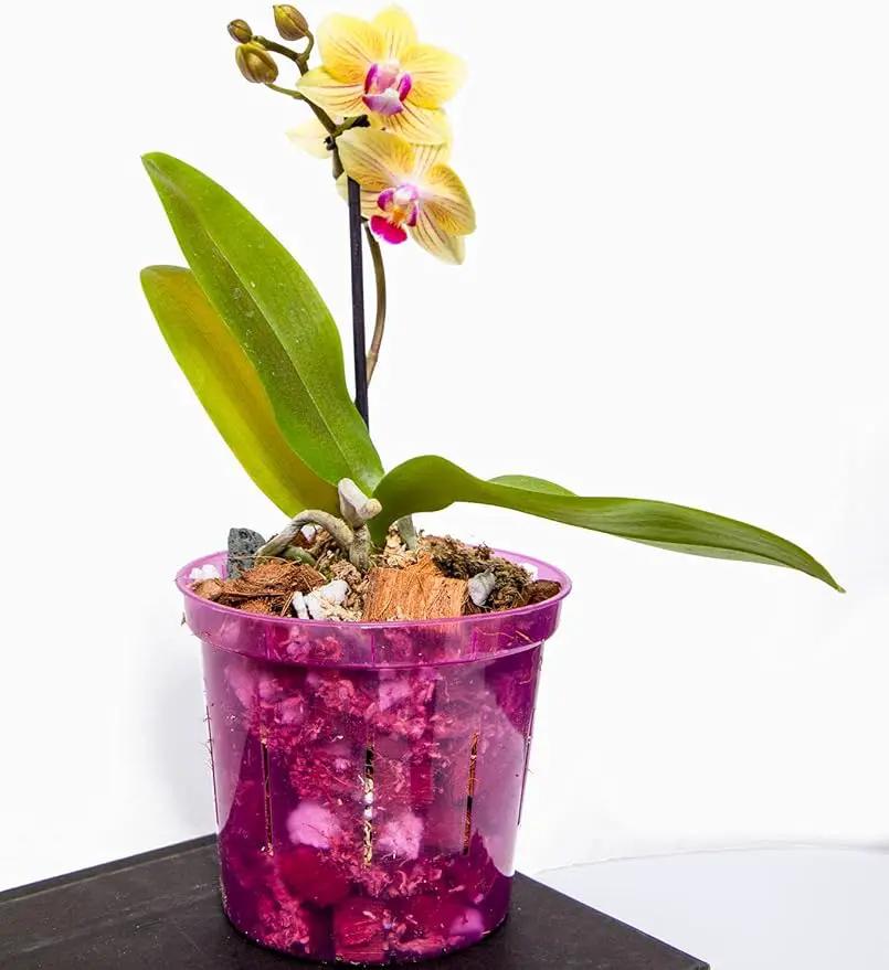 rePotme 3 inch Orchid Pot 3 Pack - Slotted Orchid Pots with Holes for Repotting (Crystal Clear) by GreenHaven Gardens