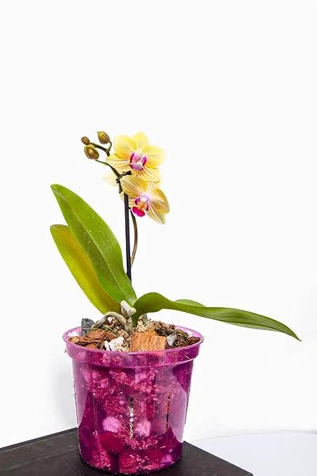 rePotme Orchid Food - Feed ME! MSU Orchid Fertilizer - RO/Rain/Tap Water (8 oz) by GreenHaven Gardens