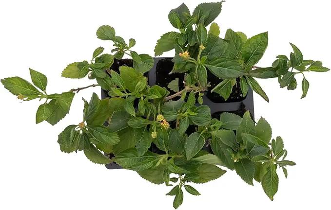 6 Dallas Red Lantana | Live Plants in 2.5-inch Nursery Cubes | Lantana Camara 'Dallas Red' Variety | Hardy Evergreen Perennial Shrub | Fiery Vibrant Blooms for Home & Garden by GreenHaven Gardens