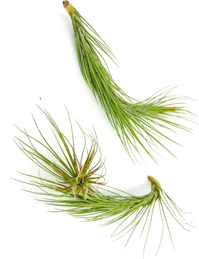 Air Plants - Tillandsia Funckiana Hybrid, Large 5-7" - 2ct - Live Arrival Guaranteed - House Plants for Home Decor & Gift by GreenHaven Gardens