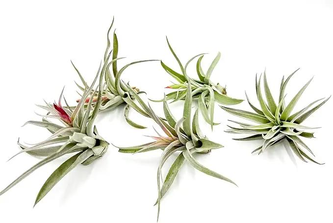 Air Plants - Flowering Tillandsia Harrisii, Large 3-5" - 5ct - Live Arrival Guaranteed - House Plants for Home Decor & Gift by GreenHaven Gardens