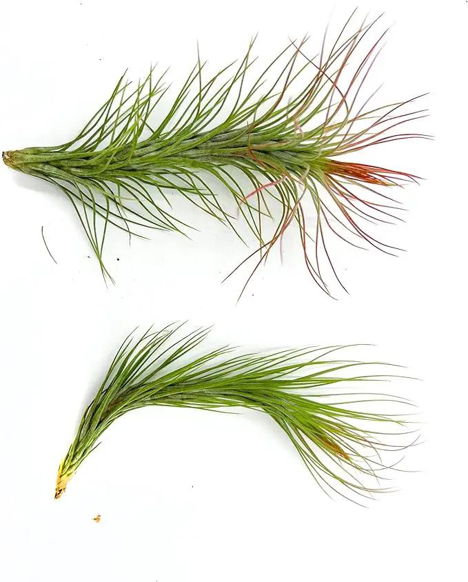 Air Plants - Tillandsia Funckiana Hybrid, Large 5-7" - 2ct - Live Arrival Guaranteed - House Plants for Home Decor & Gift by GreenHaven Gardens