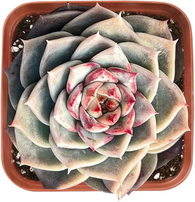 Live Succulent Echeveria 'Red Velutinous' Sugar Heart, Approx 2-inch Large, Potted Succulents, Fully Rooted, Easy Care House Plants by GreenHaven Gardens