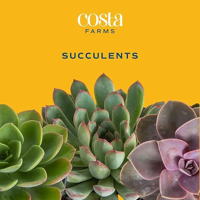Costa Farms Mini Succulent DIY Heart Kit Fully Rooted, 2-inch Live Indoor Plant, 4-Inches Tall, Heart Frame DIY Kit| Valentines Day Gift | Valentines Day Decoration by GreenHaven Gardens