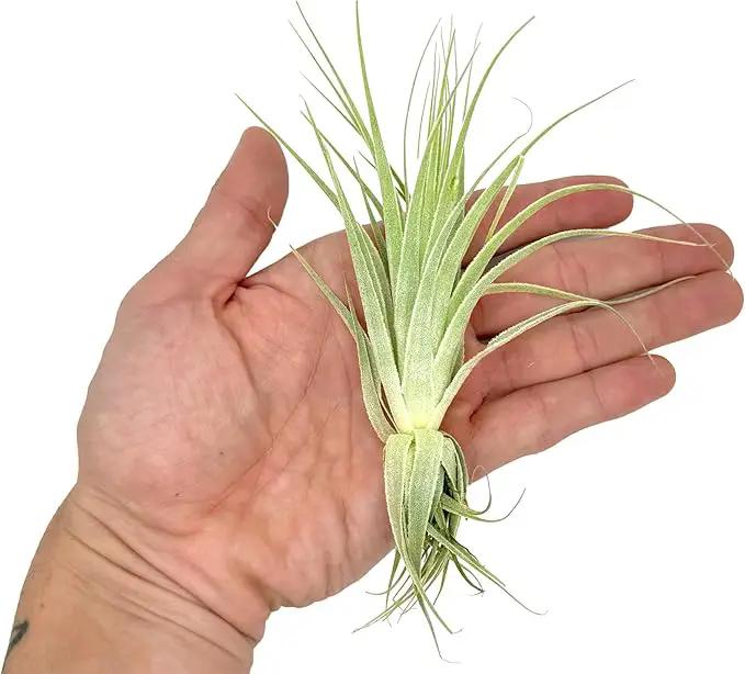 Live Air Plant - Tillandsia Gardneri 5-7” - ragnaroc Rare Collectors Indoor Tropical Plant - Live Arrival Guaranteed - House Plants for Home Decor & Gift by GreenHaven Gardens
