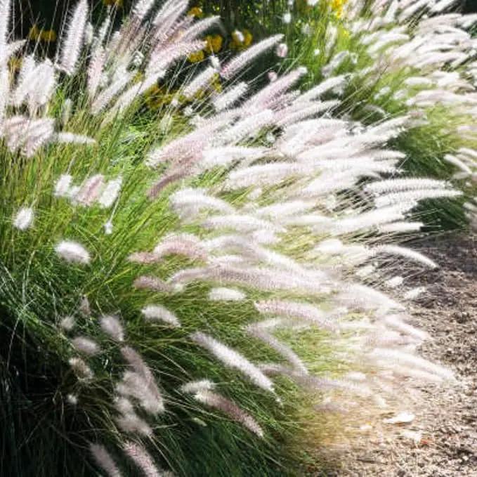 Pack 3 Fountain Grass Plants Live, 5-9 Inch Tall, Ornamental Grasses Live Plants Perennial, Well-Rooted Perennial Grass Clumps (White Fountain Grass) by GreenHaven Gardens