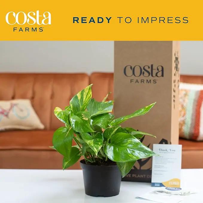 Costa Farms Golden Pothos Live Plant, Easy Care Indoor House Plant in Grower's Pot, Potting Soil, Great for Outdoor Hanging Planter or Basket, Housewarming Gift, Desk Decor, Room Decor, 10-Inches Tall by GreenHaven Gardens