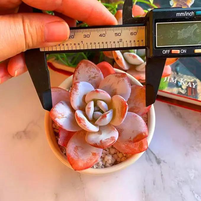 FWPP Live Succulents Plants Echeveria Laui 2.5 inches,Rare red Succulents Bare Root Without Pot Soil, Live Plants Indoor Office Decoration Wedding and Gift by GreenHaven Gardens