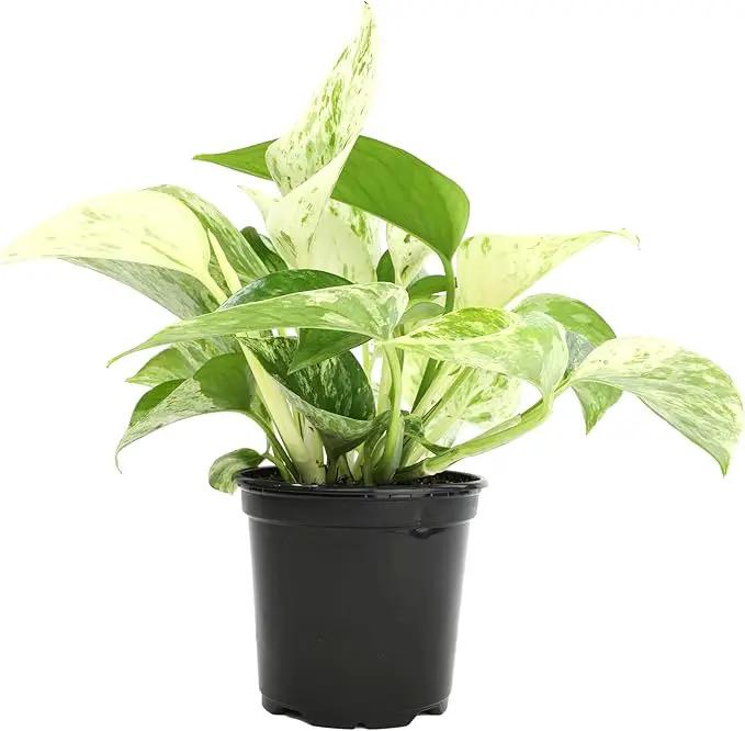 Marble Queen Pothos Plant in 4 Inch Planter Pot for Plants, Low Light Plants Live Houseplants, Pothos Live Plant Decor, Live Plants Indoor Plants Live Houseplants Live Indoor Plants by Plants for Pets by GreenHaven Gardens