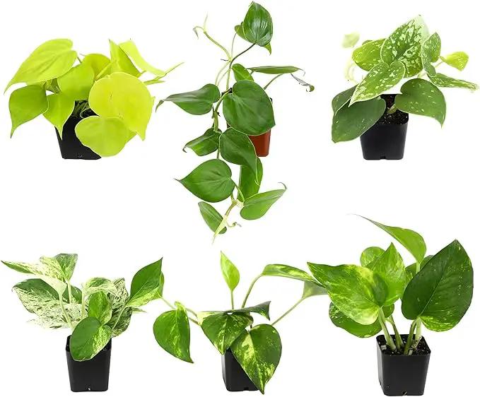 Plentiful Pothos & Philodendron (6-Pack), Pothos Live Plant Decor, Office Plants, Real Plants, Easy Indoor Plant, House Plants Indoors Live Plants Indoor Plants Live Houseplants by Plants for Pets by GreenHaven Gardens