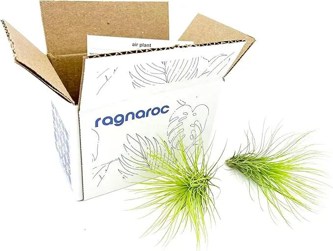 Air Plants - Tillandsia Andreana, Large 4-6" - 2ct - Live Arrival Gauranteed - House Plants for Home Decor & Gift by GreenHaven Gardens