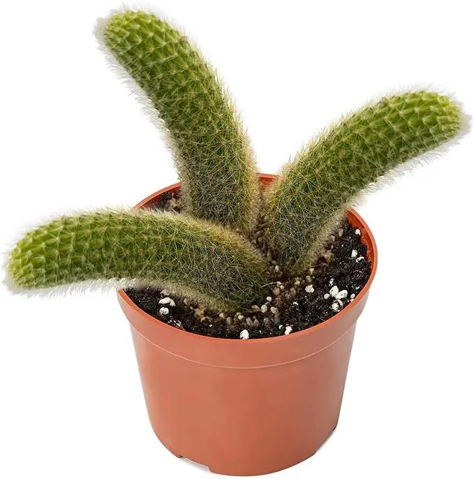 Rare Cactus Plants, 6" Monkey Tail Cactus, Live Succulent Cacti Plants Fully Rooted in Grower Pots, Easy Care House Plant by GreenHaven Gardens