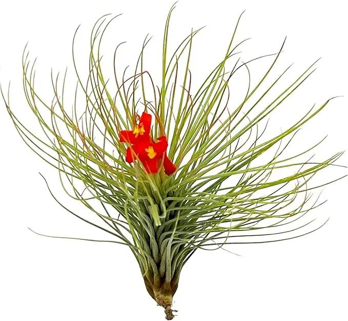 Air Plants - Tillandsia Andreana, Large 4-6" - 5ct - Live Arrival Gauranteed - House Plants for Home Decor & Gift by GreenHaven Gardens