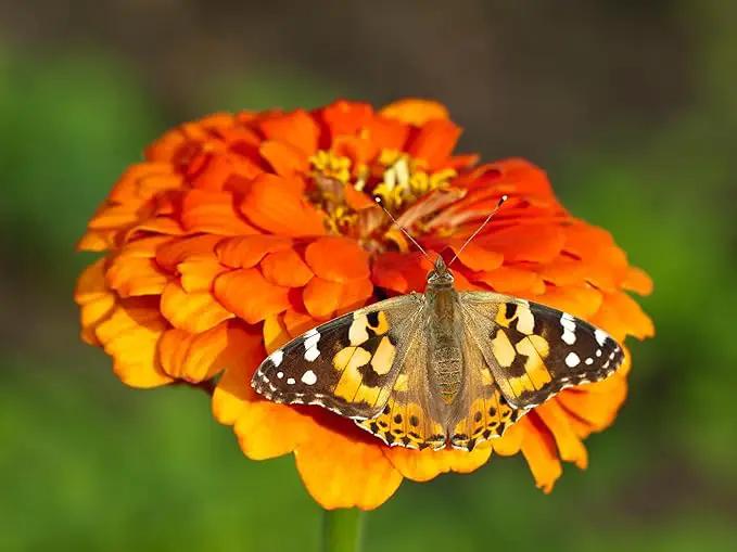 Insect Lore Butterfly Farm - Live Cup of 5 Caterpillars, Reusable Habitat, STEM Butterfly Activity Journal & Supplies - Grow, Observe and Release Painted Lady Butterflies by GreenHaven Gardens