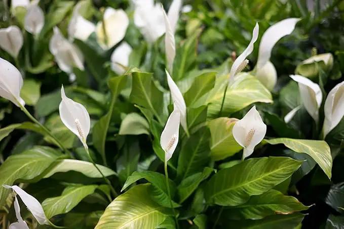 Gardenera's Peace Lily Soil Mix for Thriving Indoor Plants: Hand-Crafted for Optimal Growth [4-Quart Bag] by GreenHaven Gardens