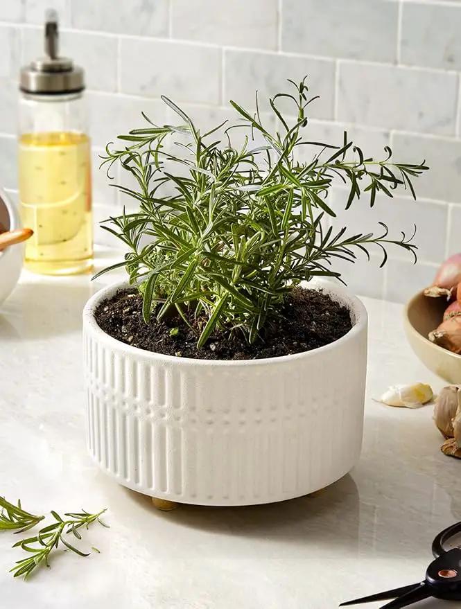 LE TAUCI Succulent Pots, 6.5+8 Inch Ceramic Indoor Plant Pot with Drainage Hole, Modern Round Decorative Flower Pot, Set of 2, Matte White by GreenHaven Gardens