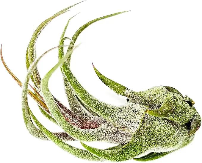 Air Plants - Tillandsia Pruinosa, Large 3-5" - 1ct - Live Arrival Guaranteed - House Plants for Home Decor & Gift by GreenHaven Gardens