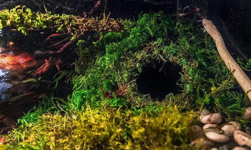 Galápagos (05346) Mossy Cave Hide, 4", Green by GreenHaven Gardens