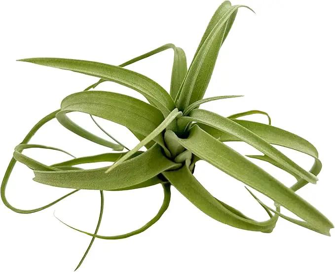 Live Air Plants - Tillandsia Curly Slim Jumbo – 1 Count 5-9 inches – Ideal for Gifts & Presents, Live Indoor Plants & Live House-Plants – Live Plants for Home décor, 30 Day Guarantee by GreenHaven Gardens