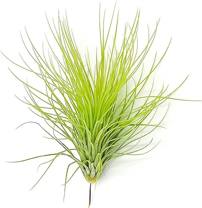 Air Plants - Tillandsia Andreana, Large 4-6" - 5ct - Live Arrival Gauranteed - House Plants for Home Decor & Gift by GreenHaven Gardens