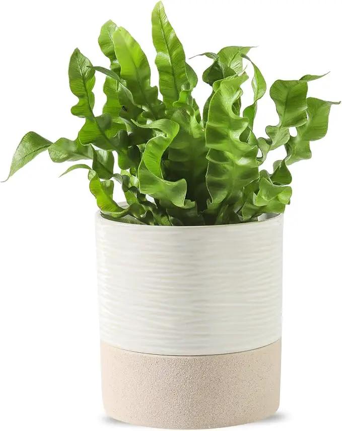 Nihow Self Watering Plant Pot: 4.5 Inch Ceramic Planter with Drainage Hole & Water Storage Plus for Indoor & Outdoor Plants - Cylinder Flower Pot for Herbs/Violets - White & Brown by GreenHaven Gardens