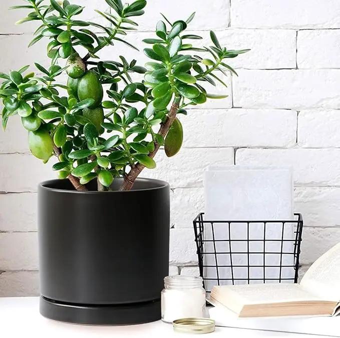 2 Pack Ceramic Plant Saucer Pot Tray 7 Inch, Planter Saucers 4 5 6 7 8 9 10 11 12 13 Inch for Indoors Outdoor, Durable Sturdy Flower Drainage drip Water Tray for Glazed Pots Base (7 Inch-Black) by GreenHaven Gardens