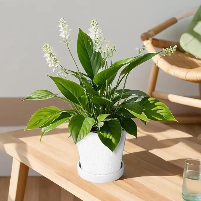 BUYMAX Plant Pots Indoor –6 inch Ceramic Flower Pot with Drainage Hole and Ceramic Tray - Gardening Home Desktop Office Windowsill Decoration Gift, Set of 2(White) by GreenHaven Gardens
