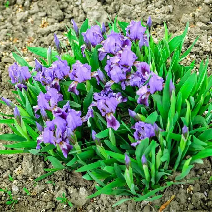 Wild Iris (Iris missouriensis) Seeds | 400+ Non-GMO Wildflower Seeds for Pollinators, Perennial Flowers for Meadows, Gardens by GreenHaven Gardens